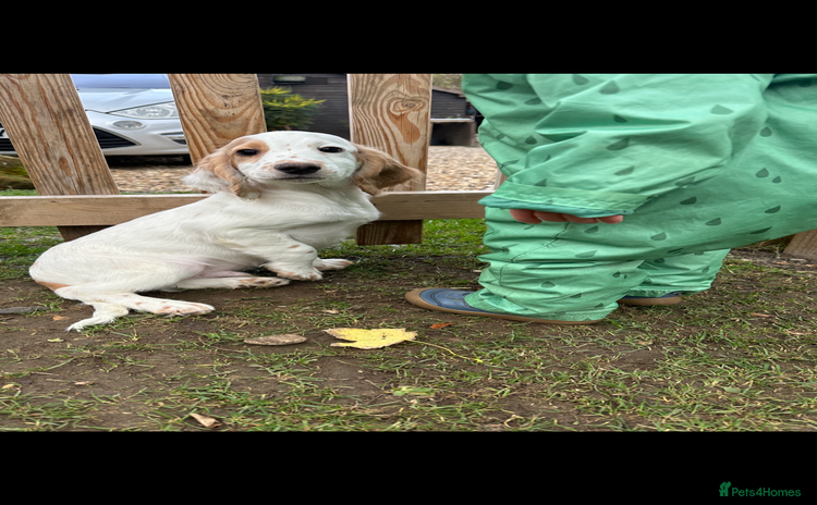 Cocker Spaniel dogs - Advert 2
