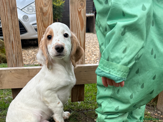 Cocker Spaniel dogs - Advert 2