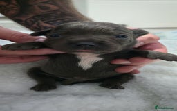 Staffordshire Bull Terrier dogs for sale:  Blue Staffy puppies for sale KC REGISTERED  - Image 31