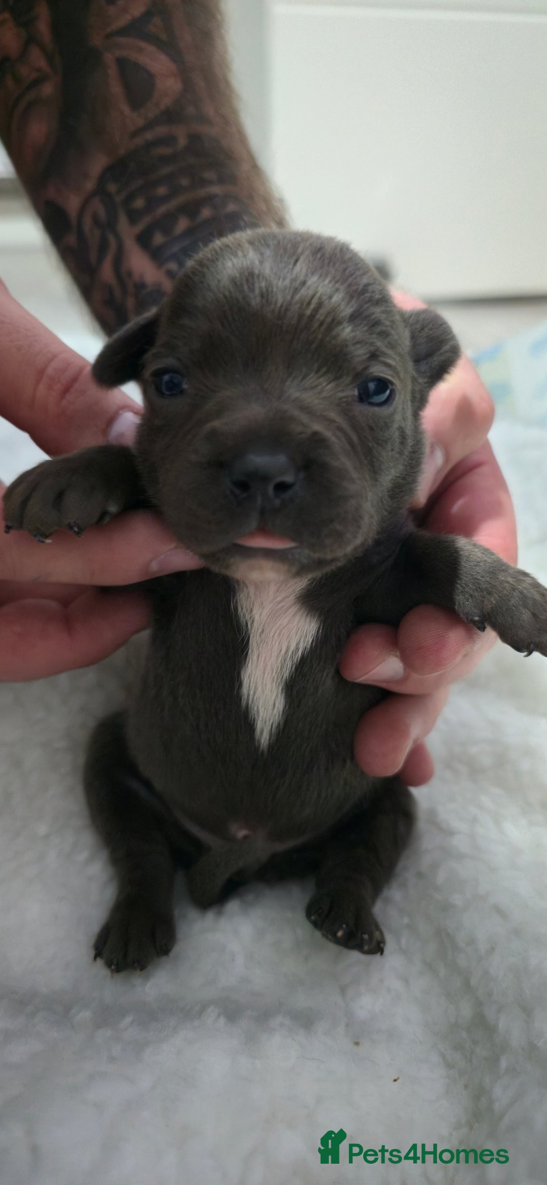 Staffordshire Bull Terrier dogs for sale:  Blue Staffy puppies for sale KC REGISTERED  - Image 31