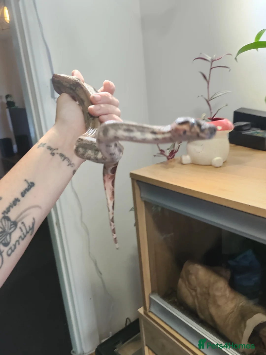 Boa Snake reptiles for sale: Hypo boa het leopard juvenile  - Advert 10
