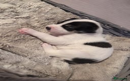 Mixed Breed dogs for sale: 1 puppy left, beautiful little girl 🩷🩷🩷 - Advert 4