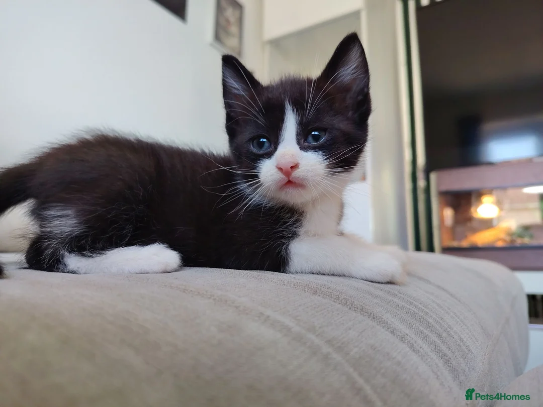 Mixed Breed cats for sale: Ragdoll cross  - Advert 17