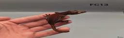 Gecko reptiles for sale: Red & Orange Stripe Gargoyle Gecko CB25  - Advert 3