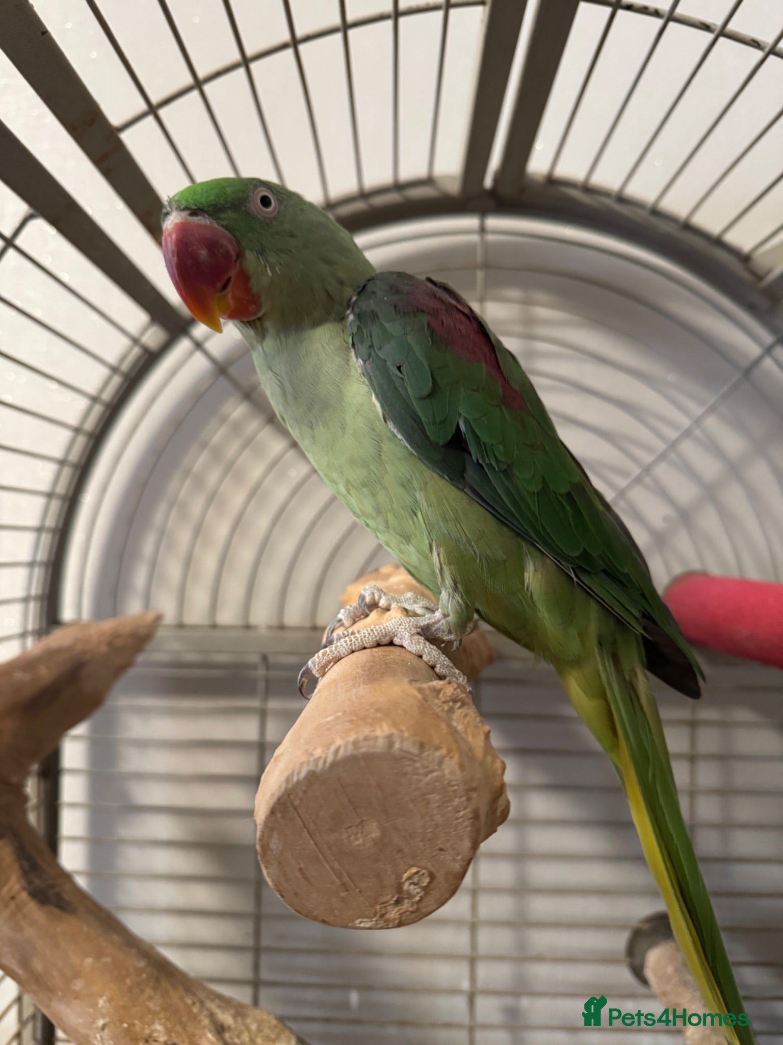 Parrots birds Alexander - Advert 1