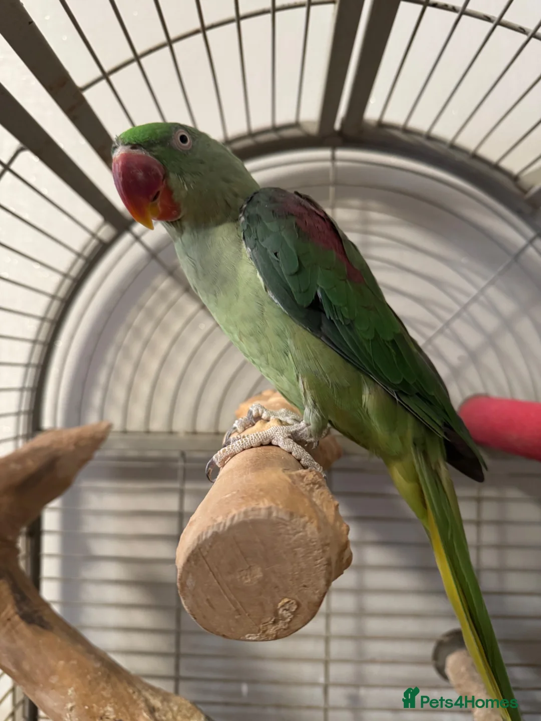 Parrots birds for sale: Alexander in Bolton - Advert 1