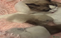 Ragdoll cats for sale: Cherubim mink ragdoll girl  - Image 4