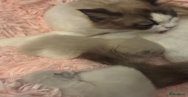 Ragdoll cats - Advert 9