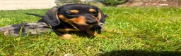 Miniature Dachshund dogs for sale: Miniature Dachshund Puppies  in Carlisle - Advert 8