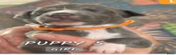 Mixed Breed dogs for sale: Whippets/italian greyhound  in Barnsley - Advert 4