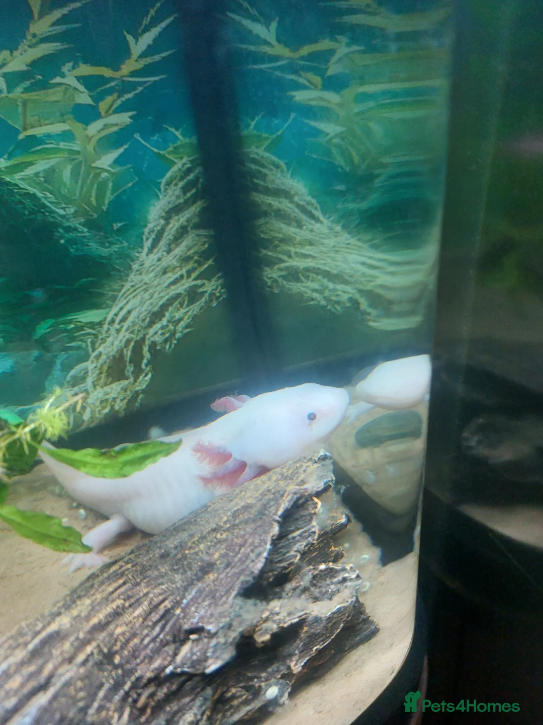 Axolotl reptiles for sale: 10 x Axolotl Eggs free UK postage - Advert 2