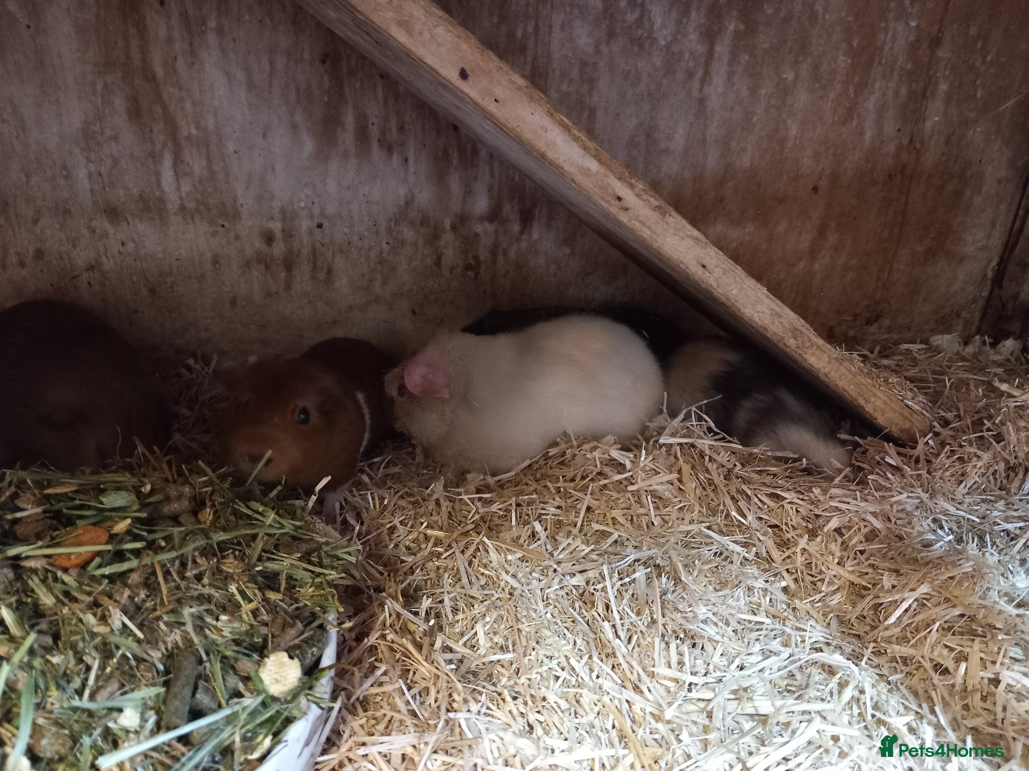 Guinea Pig rodents for sale: Baby guinea pigs for sale  - Advert 14