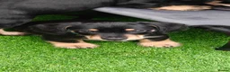 Mixed Breed dogs for sale: Daschund X Schnauzer puppies  - Advert 22
