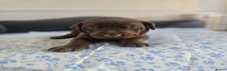 Mixed Breed dogs for sale: Doberman mix  in Nottingham - Advert 30