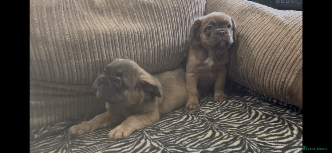 French Bulldog dogs for sale: French Bulldog  - Advert 1