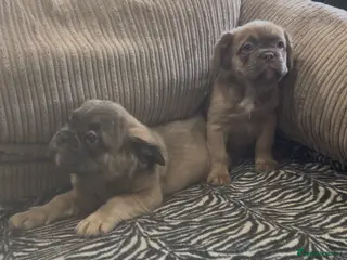 French Bulldog dogs French Bulldog - Advert 1