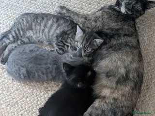 Mixed Breed cats Affectionate 16 Week Old Kittens - Advert 2
