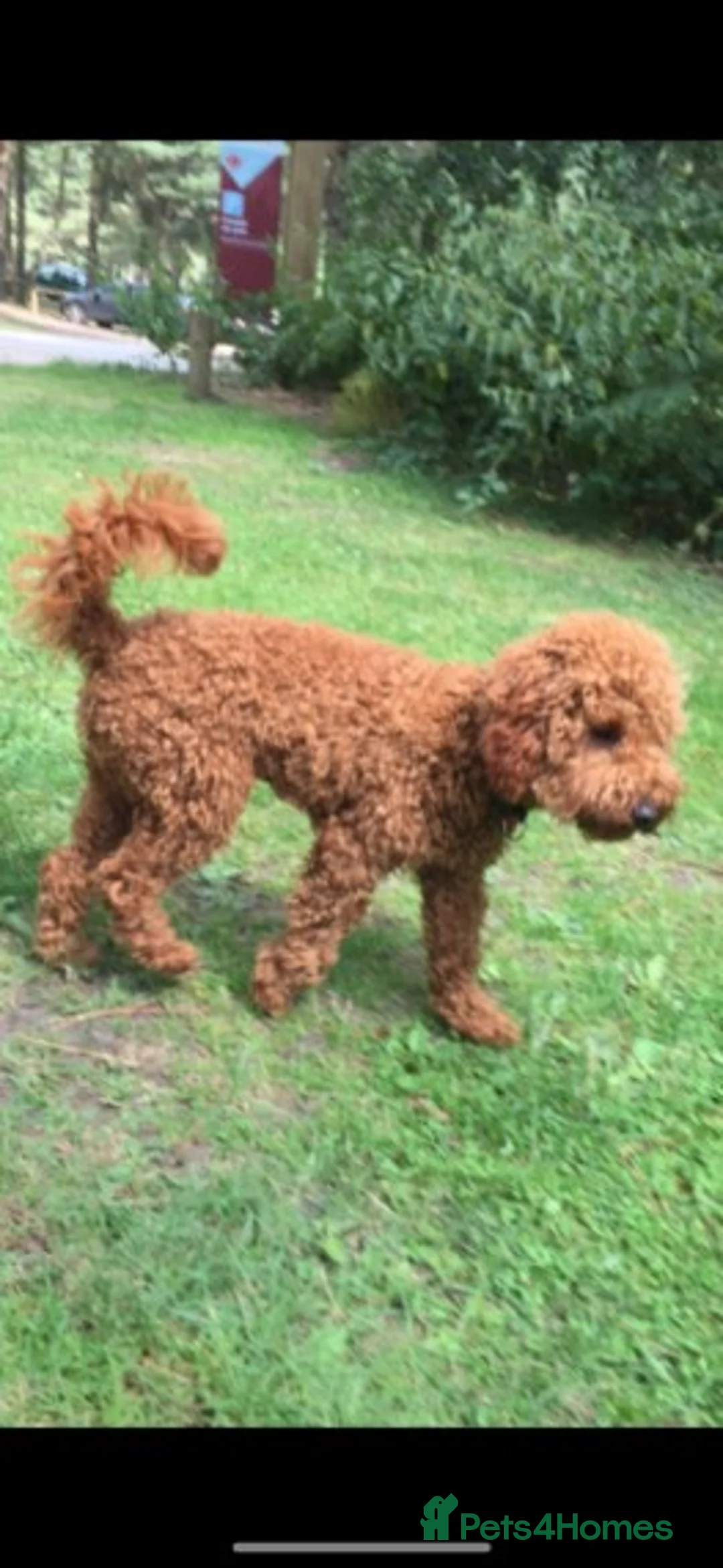 Cavapoo dogs for stud: Extensively Heath Tested Deep Red Min Poodle in Mansfield - Advert 3