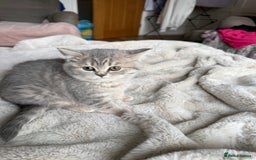 British Shorthair cats for sale: Bsh Cute Teddy Bears  - Advert 2