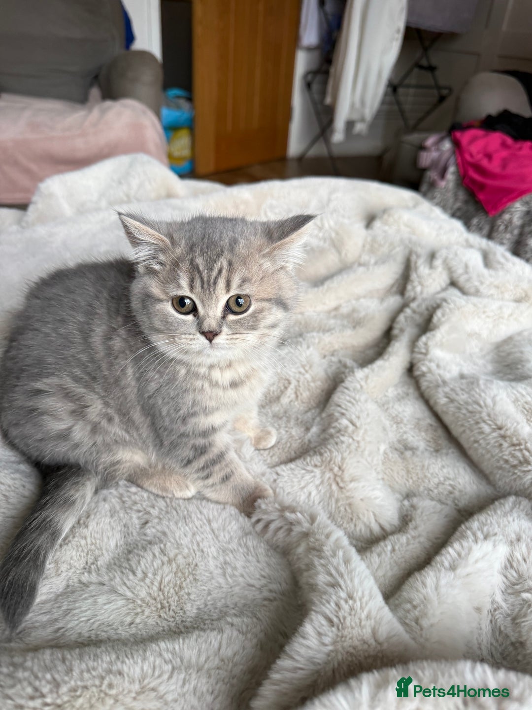 British Shorthair cats for sale: Bsh Cute Teddy Bears  - Advert 2