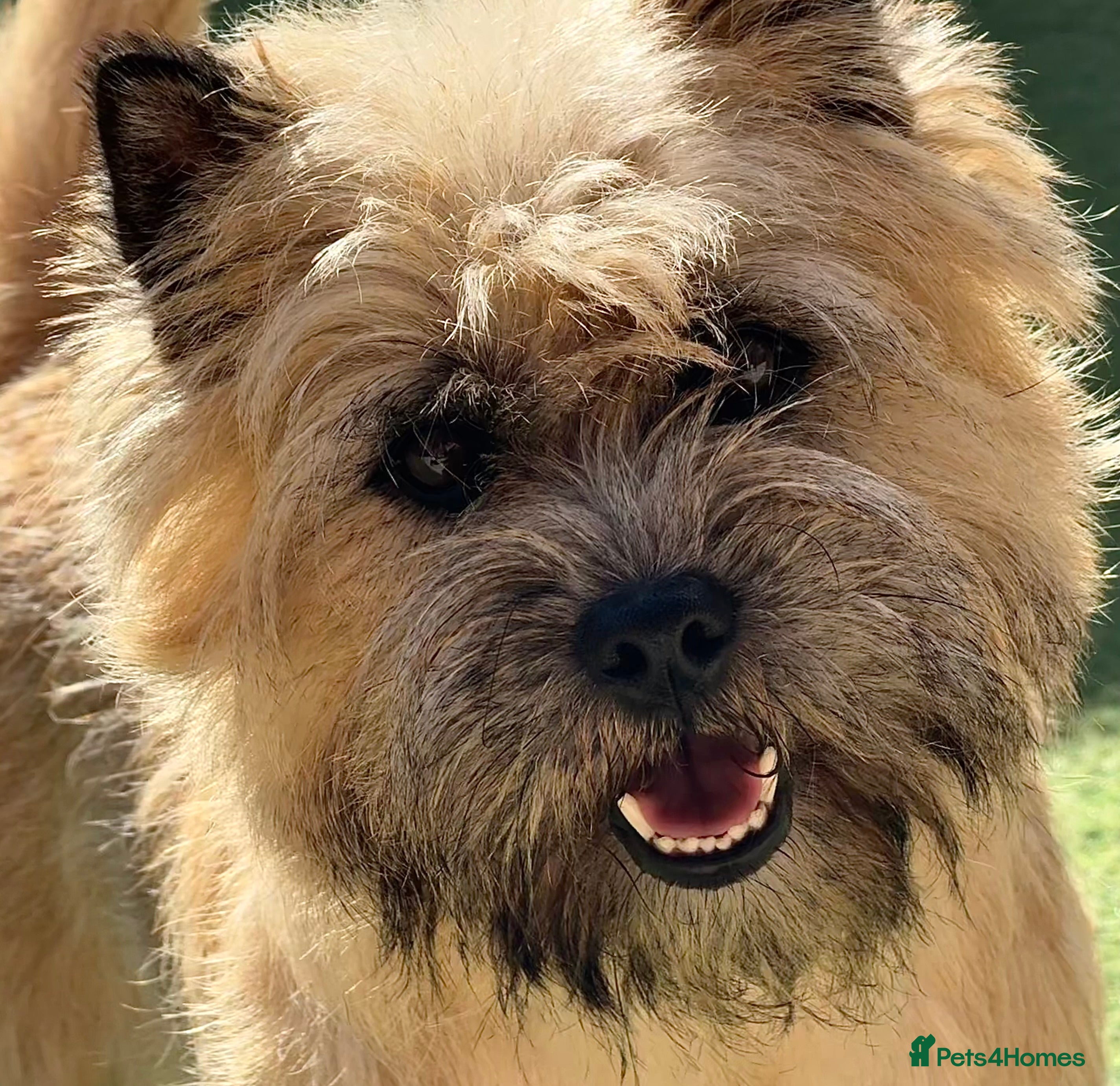 Cairn Terrier dogs Quality KC reg, health tested stud  - Advert 10