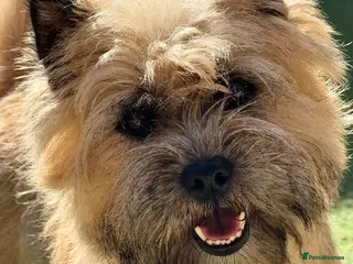 Cairn Terrier dogs Quality KC reg, health tested stud - Advert 10