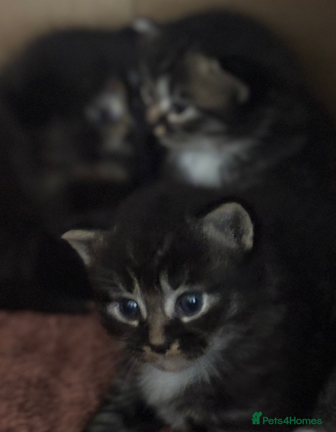 Mixed Breed cats for sale: 3 male fluffy kittens for sale - Image 10