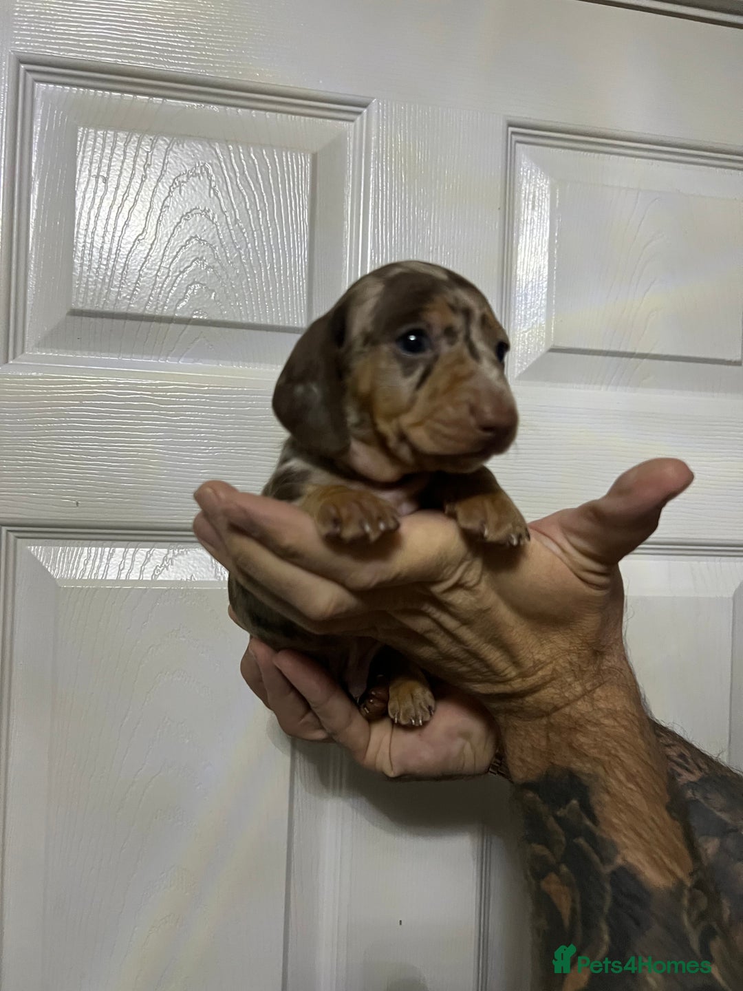 Miniature Dachshund dogs for sale: Isabelle tan dapple miniature dachshund KC reg - Advert 12