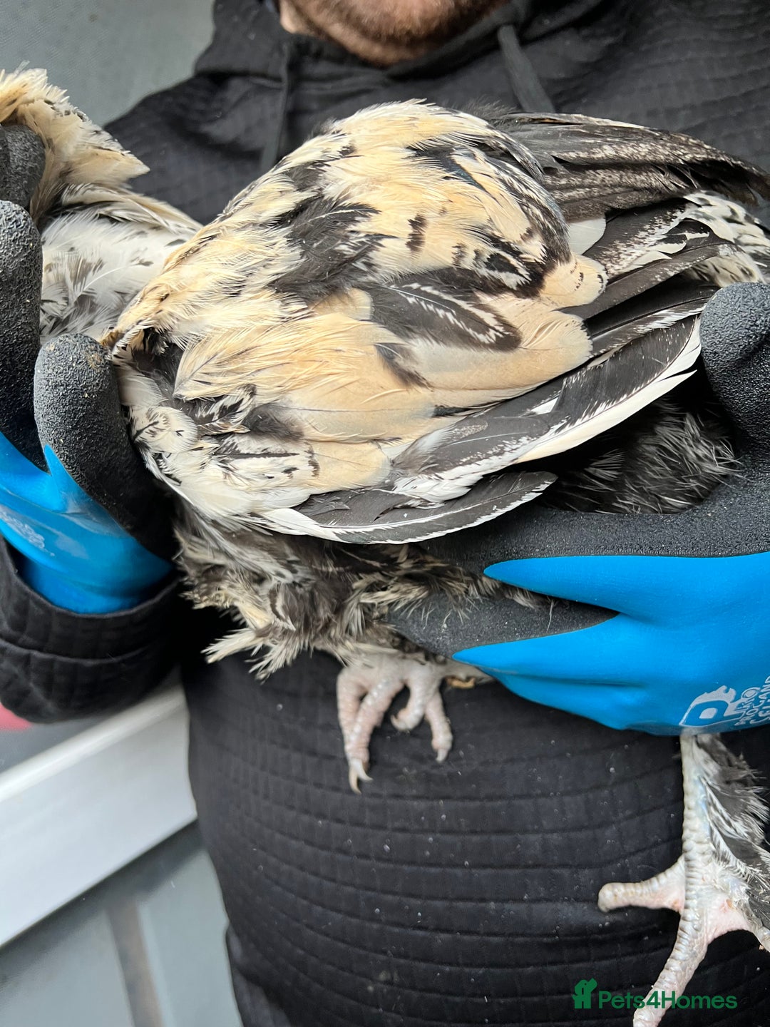 Chickens poultry for sale: Silkie cross warren cockerels x2 - Image 2