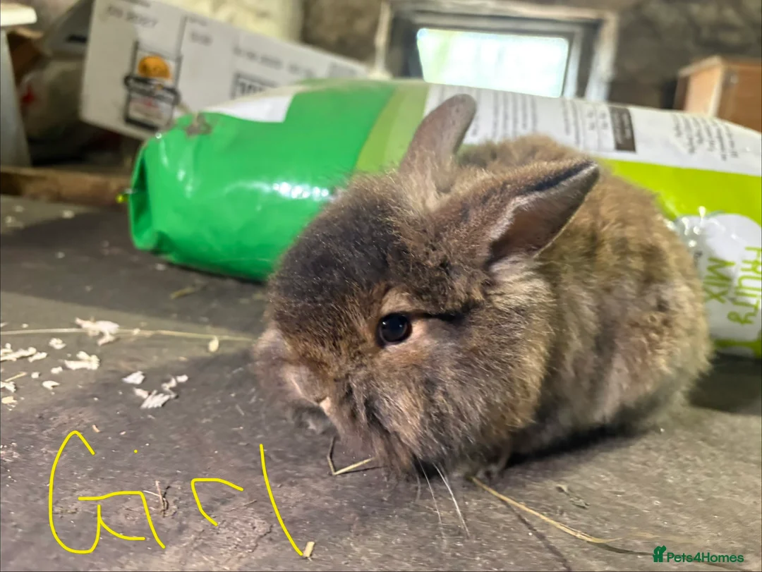 Mixed Breed rabbits for sale: Gorgeous French lop x lionhead baby rabbits  - Advert 6