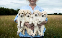 Standard Poodle dogs for sale: It has to be ALL WHITE Standard Poodle Puppies - Image 3