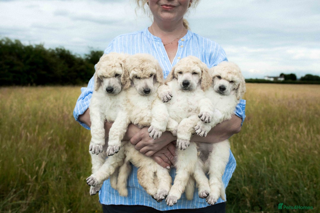 Standard Poodle dogs for sale: It has to be ALL WHITE Standard Poodle Puppies - Image 3