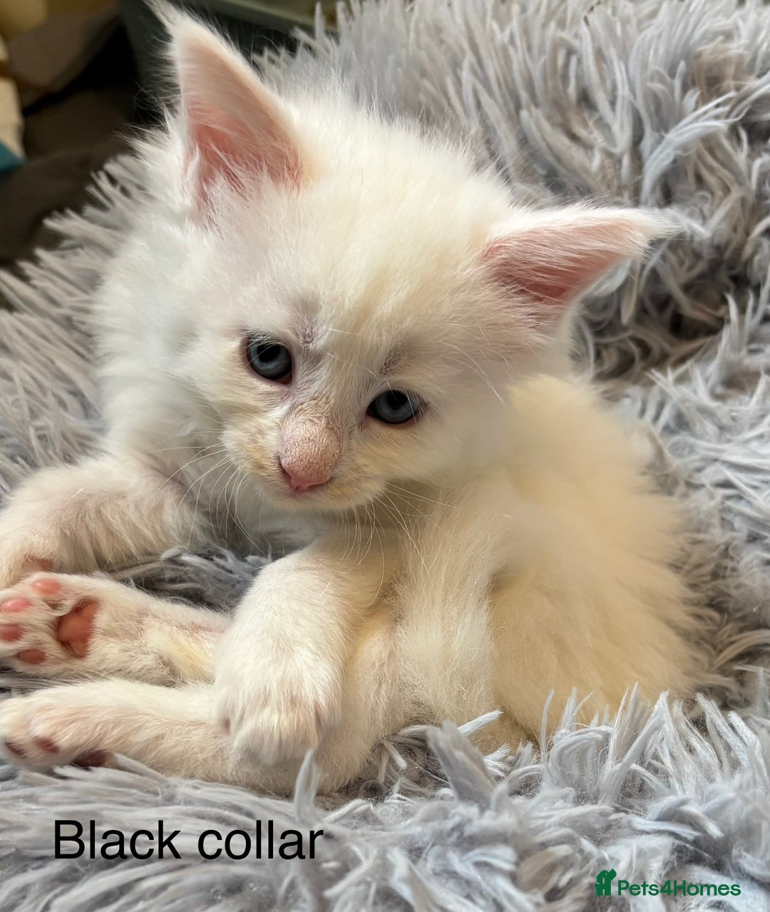 Maine Coon cats for sale: TICA & Council licensed white/black Maine Coons - Image 31