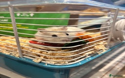 Hamster rodents for sale: Friendly dwarf hamster - 12 weeks old  - Image 2