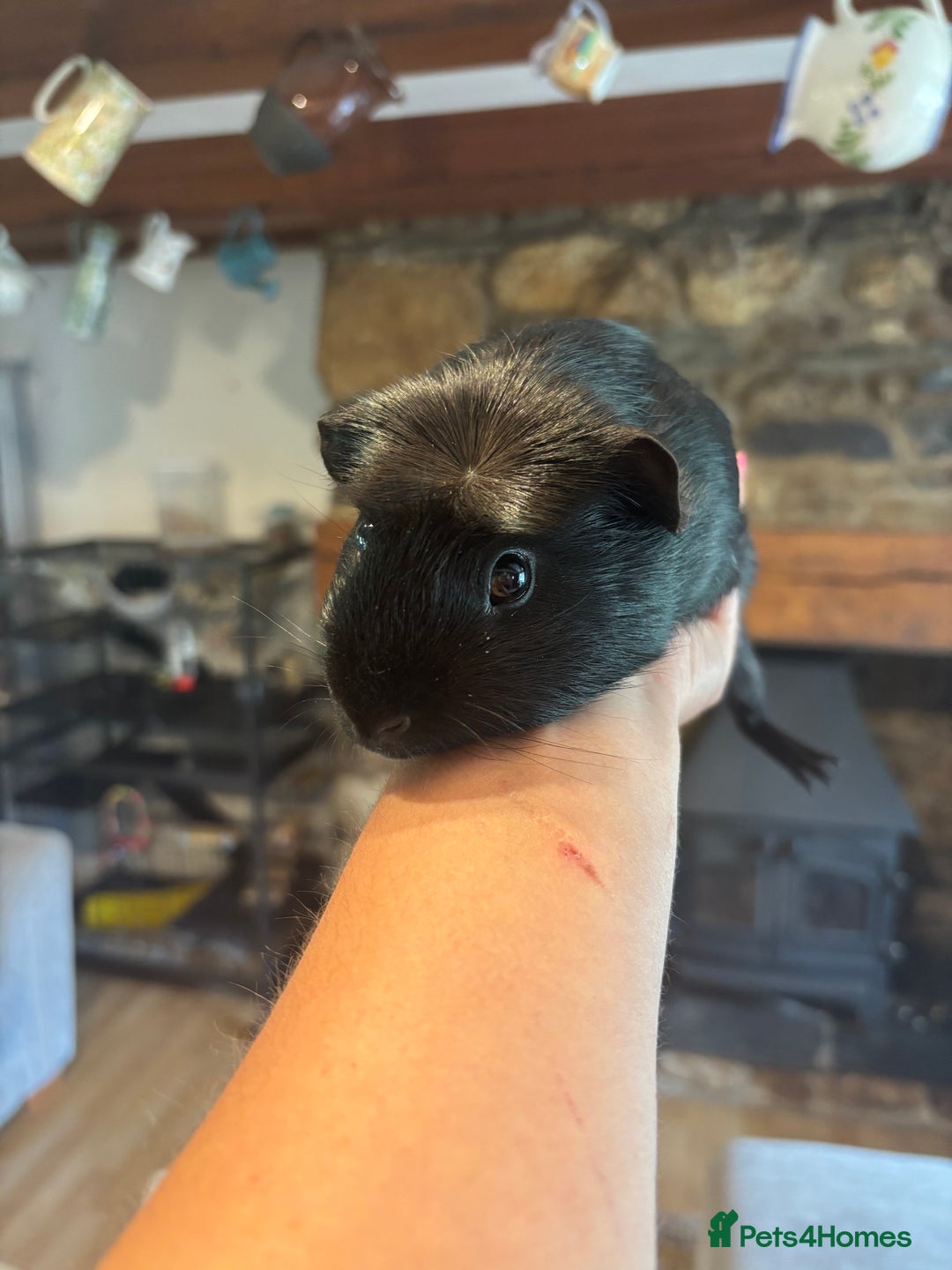 Guinea Pig rodents for sale: 2 Black Guinea Pigs Boars - Advert 1