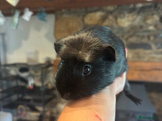 Guinea Pig rodents 2 Black Guinea Pigs Boars - Advert 1