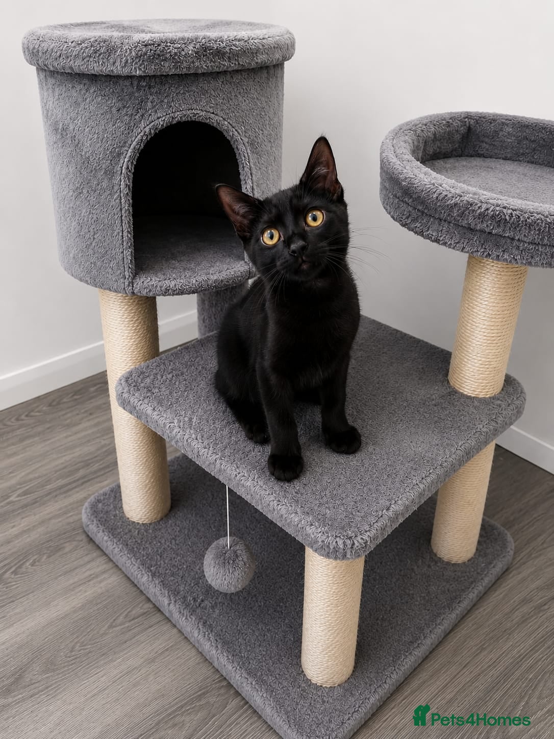 Mixed Breed cats Stunning Little Boy Looking for His 5⭐Forever Home - Advert 2