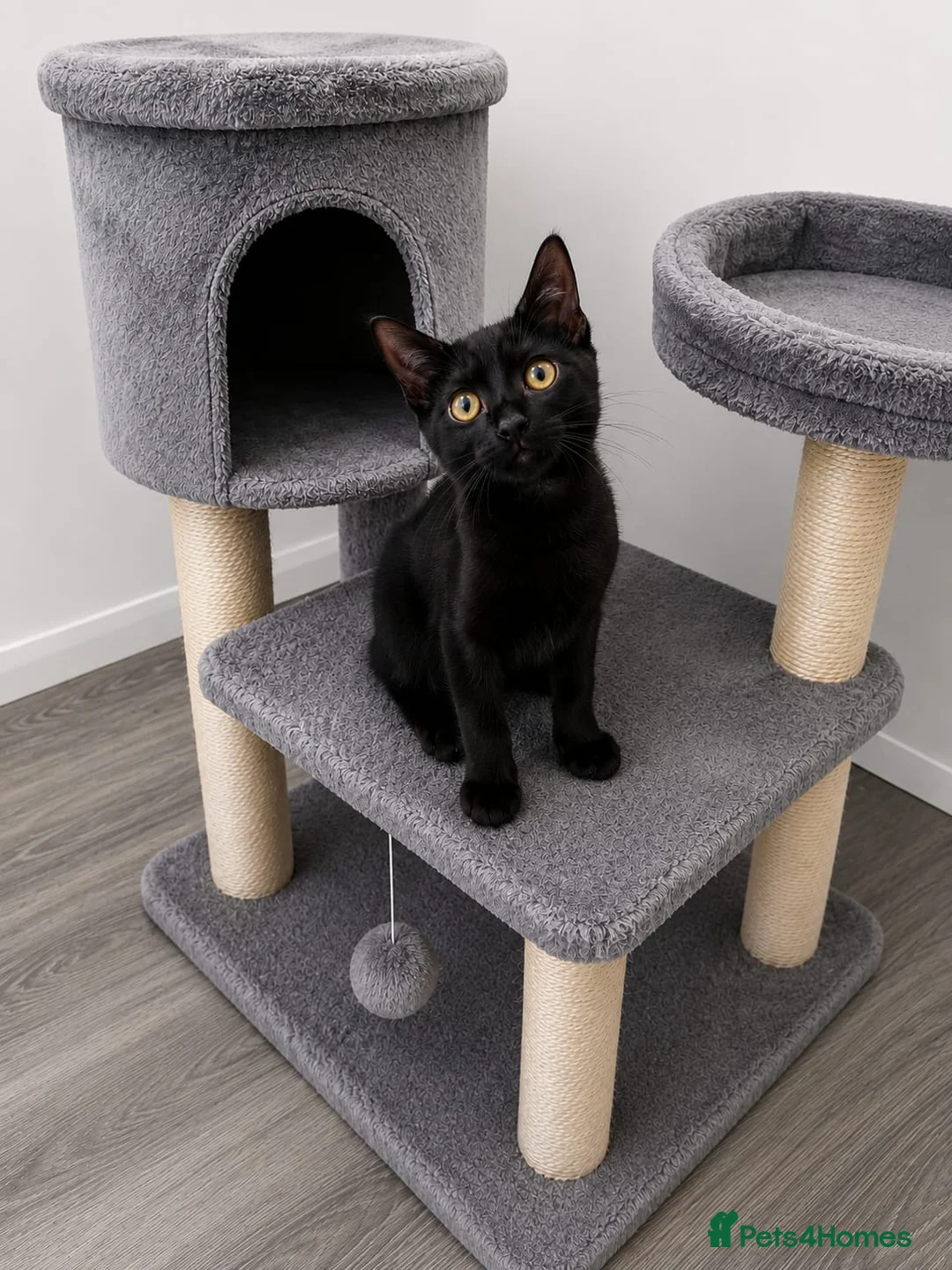 Mixed Breed cats for sale: Stunning Little Boy Looking for His 5⭐Forever Home - Advert 1