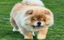 Chow Chow dogs for sale: Kc Registered Chow Chow Pups - Image 24
