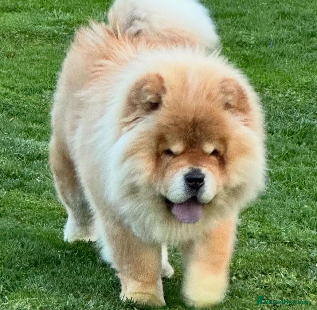 Chow Chow dogs for sale: Kc Registered Chow Chow Pups - Image 24