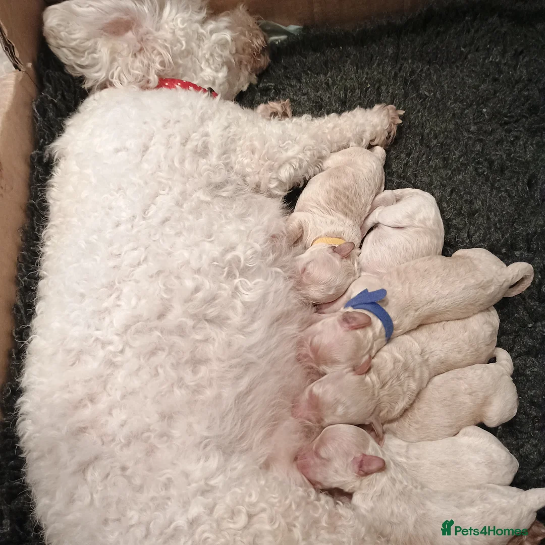 Poochon dogs for sale: Poochon male 🐏🩵 - Advert 1