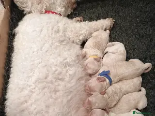 Poochon dogs Poochon male 🐏🩵 - Advert 1