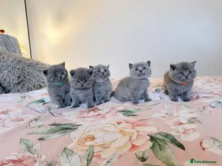 British Shorthair cats 🐾 Stunning British Shorthair Kittens for Sale 🐾 - Advert 4