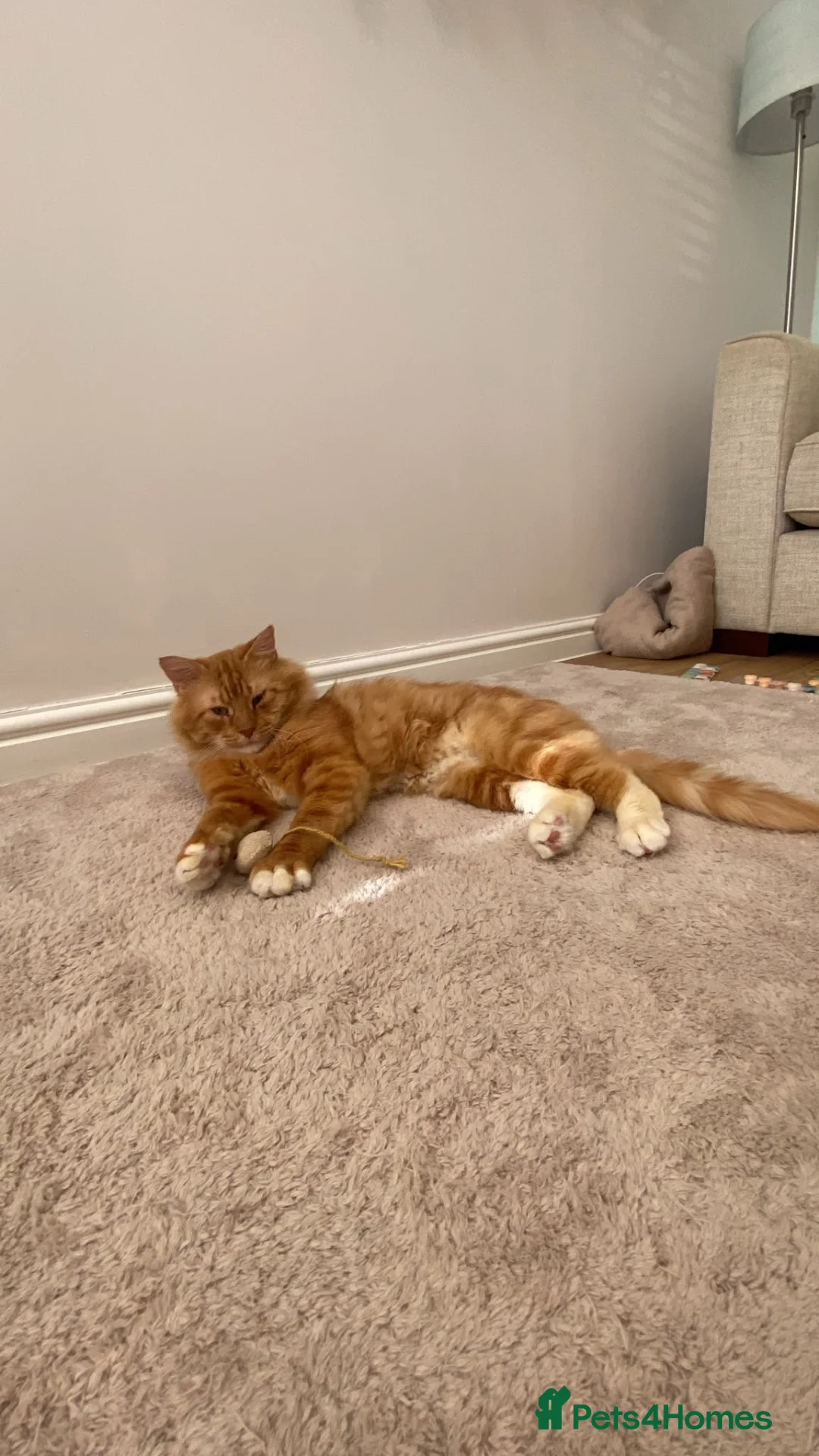 Domestic Shorthair cats for adoption: Frank, approx 2 years old, neutered male in Tadley - Advert 2