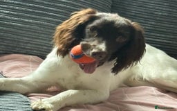 English Springer Spaniel dogs for adoption: 💙🐶 ARLO 🐶💙 - Image 10