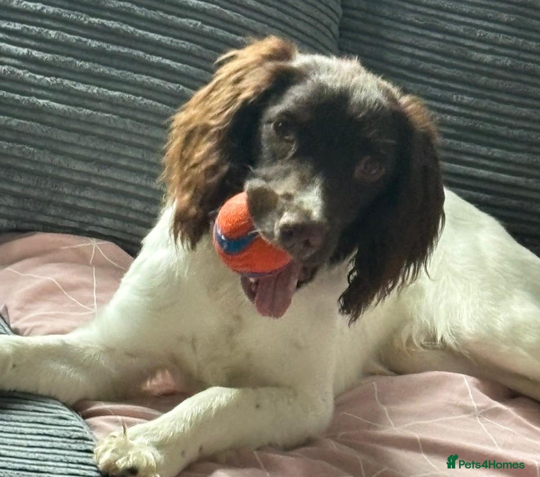 English Springer Spaniel dogs for adoption: 💙🐶 ARLO 🐶💙 - Image 10