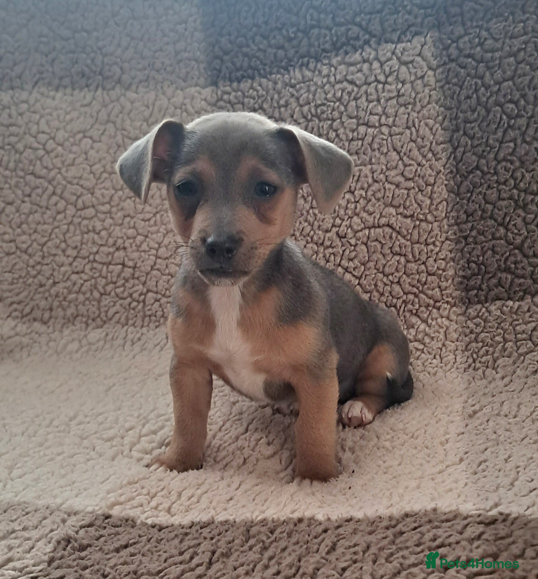 Jack Russell dogs 1 jack Russell puppy NOW READY  - Advert 6