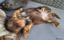 Yorkshire Terrier dogs for sale: Chocolate Yorkshire Terrier  - Image 8