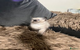 Ragdoll cats for sale: Only 2 left Beautiful ragdoll kittens🌹😊 - Image 10