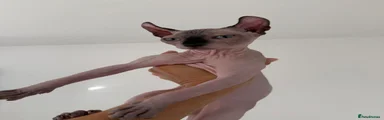 Sphynx 2